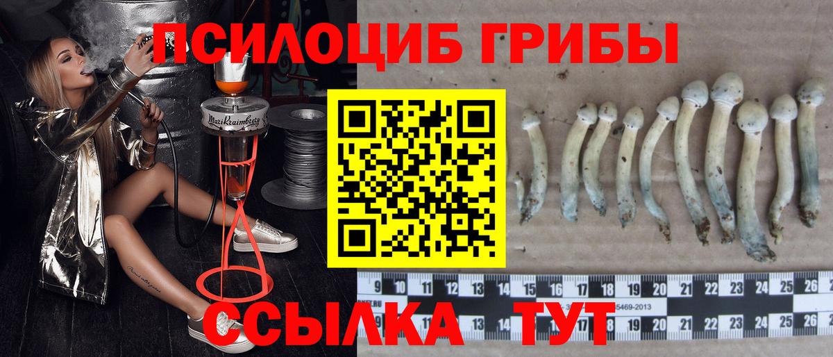 Псилоцибиновые грибы Psilocybine cubensis  Вход с VPN  Вышний Волочёк 